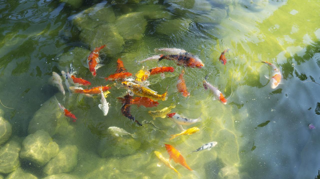 Pisces Garden B&B Csecseng Kültér fotó